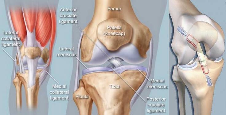Structure of the knee