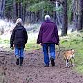 Walking dog in countryside